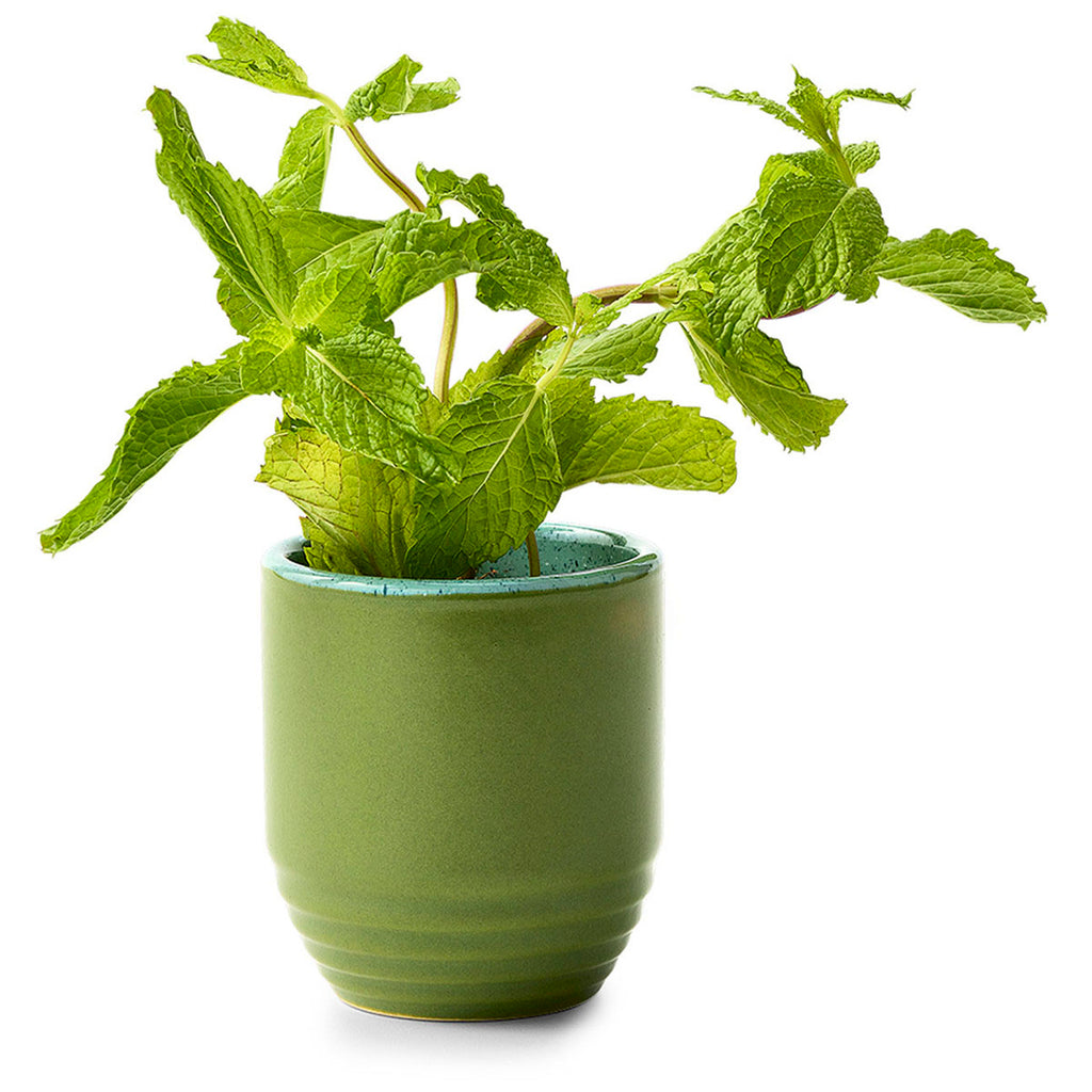 Modern Sprout In The Weeds/Mint Garden Vibes Candle/Planter